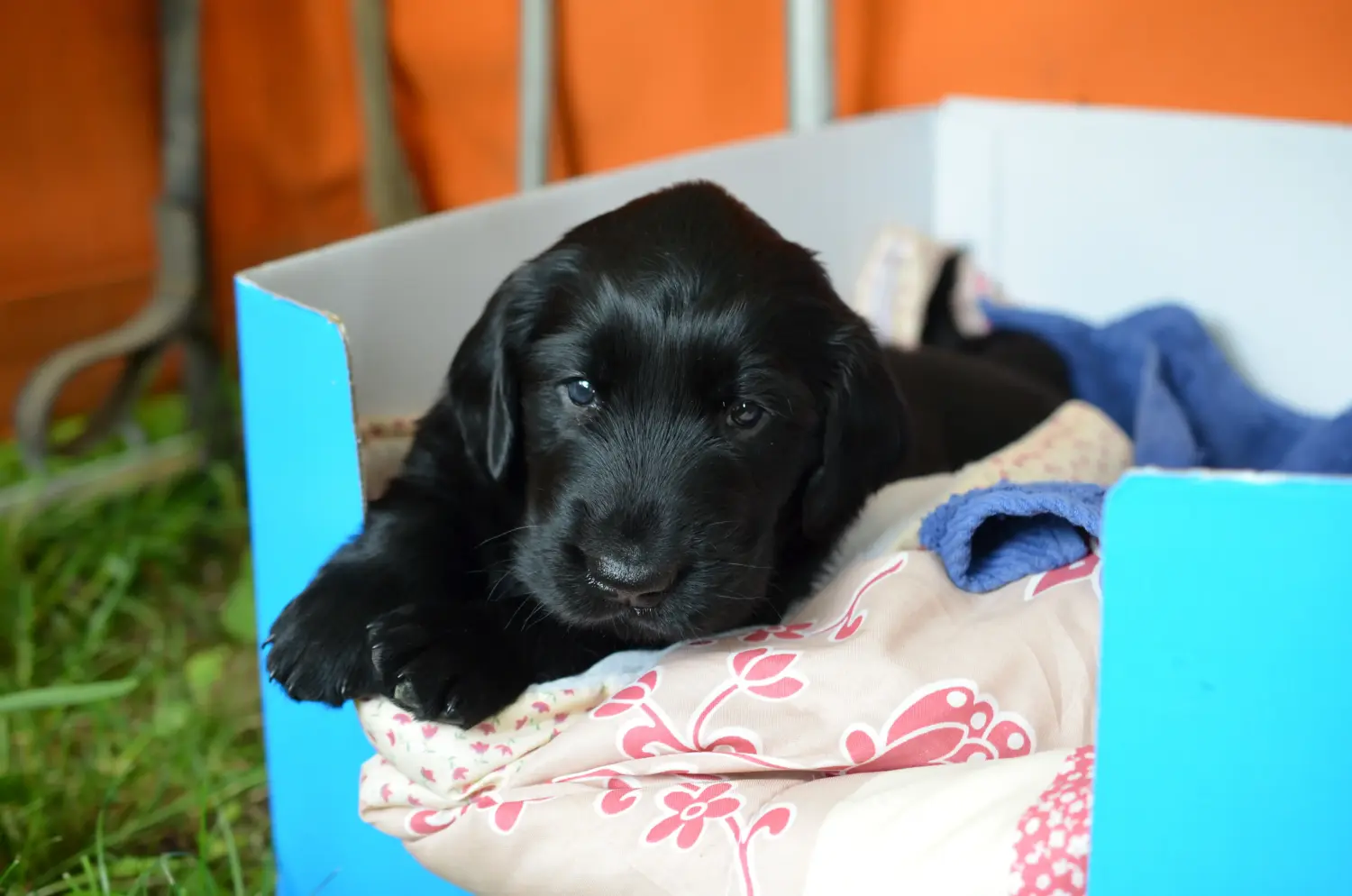 Einen Flat Coated Retriever Welpen zu kaufen, bedeutet Verantwortung zu übernehmen! Flat Coated Retriever Welpen kaufen.