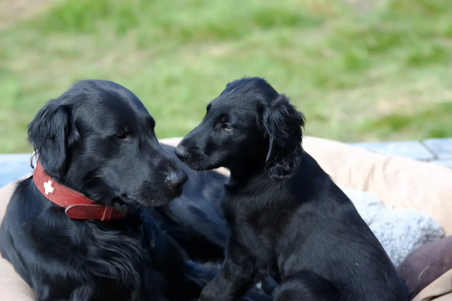Einen Flat Coated Retriever Welpen zu kaufen, bedeutet Verantwortung zu übernehmen! Flat Coated Retriever Welpen kaufen.