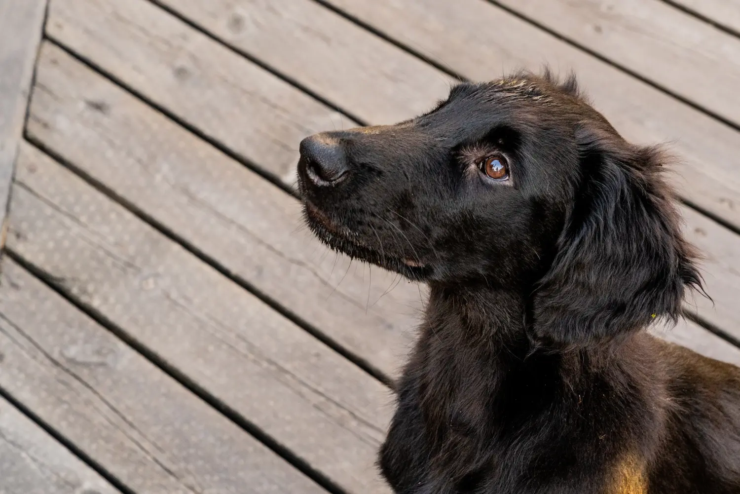 Einen Flat Coated Retriever Welpen zu kaufen, bedeutet Verantwortung zu übernehmen! Flat Coated Retriever Welpen kaufen.