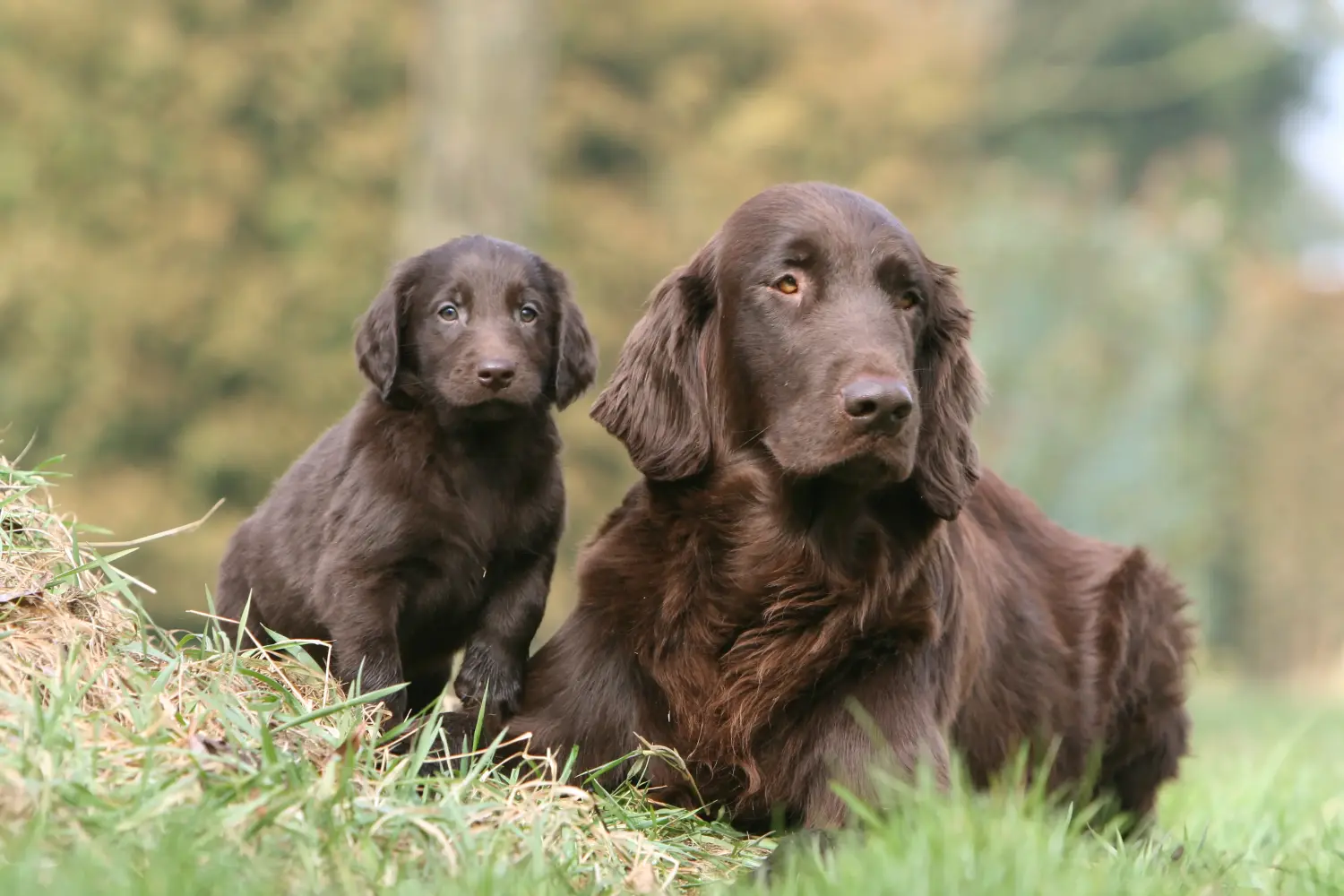 Einen Flat Coated Retriever Welpen zu kaufen, bedeutet Verantwortung zu übernehmen! Flat Coated Retriever Welpen kaufen.