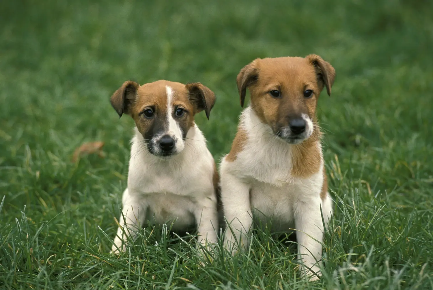 Einen Foxterrier Welpen zu kaufen, bedeutet Verantwortung zu übernehmen! Foxterrier Welpen kaufen.
