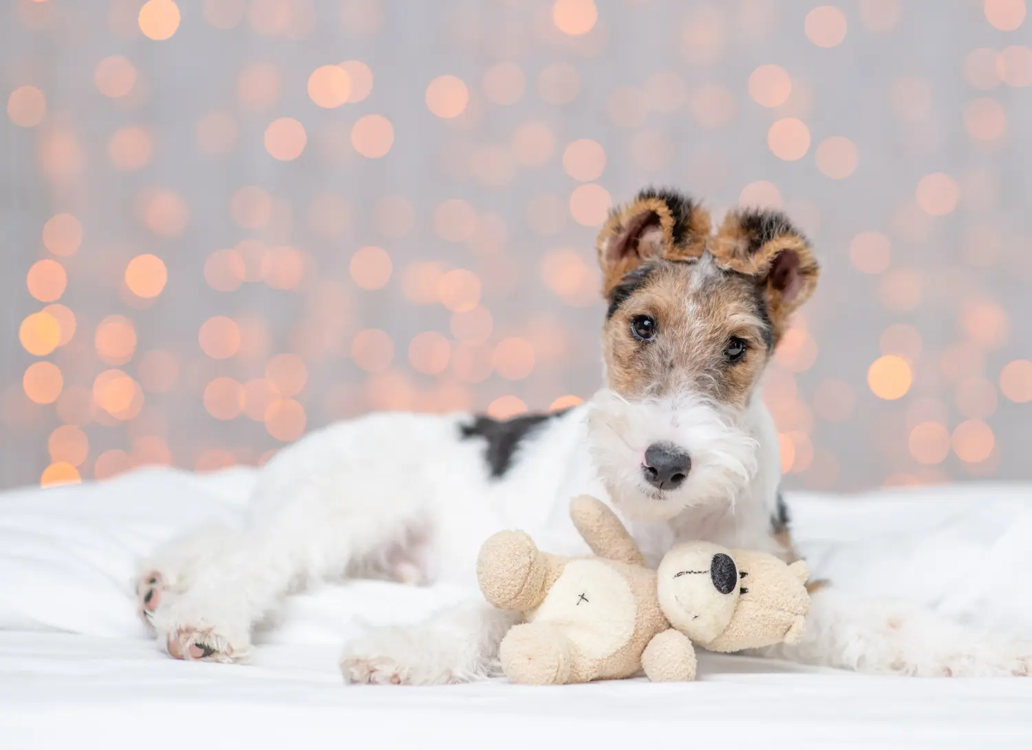 Einen Foxterrier Welpen zu kaufen, bedeutet Verantwortung zu übernehmen! Foxterrier Welpen kaufen.