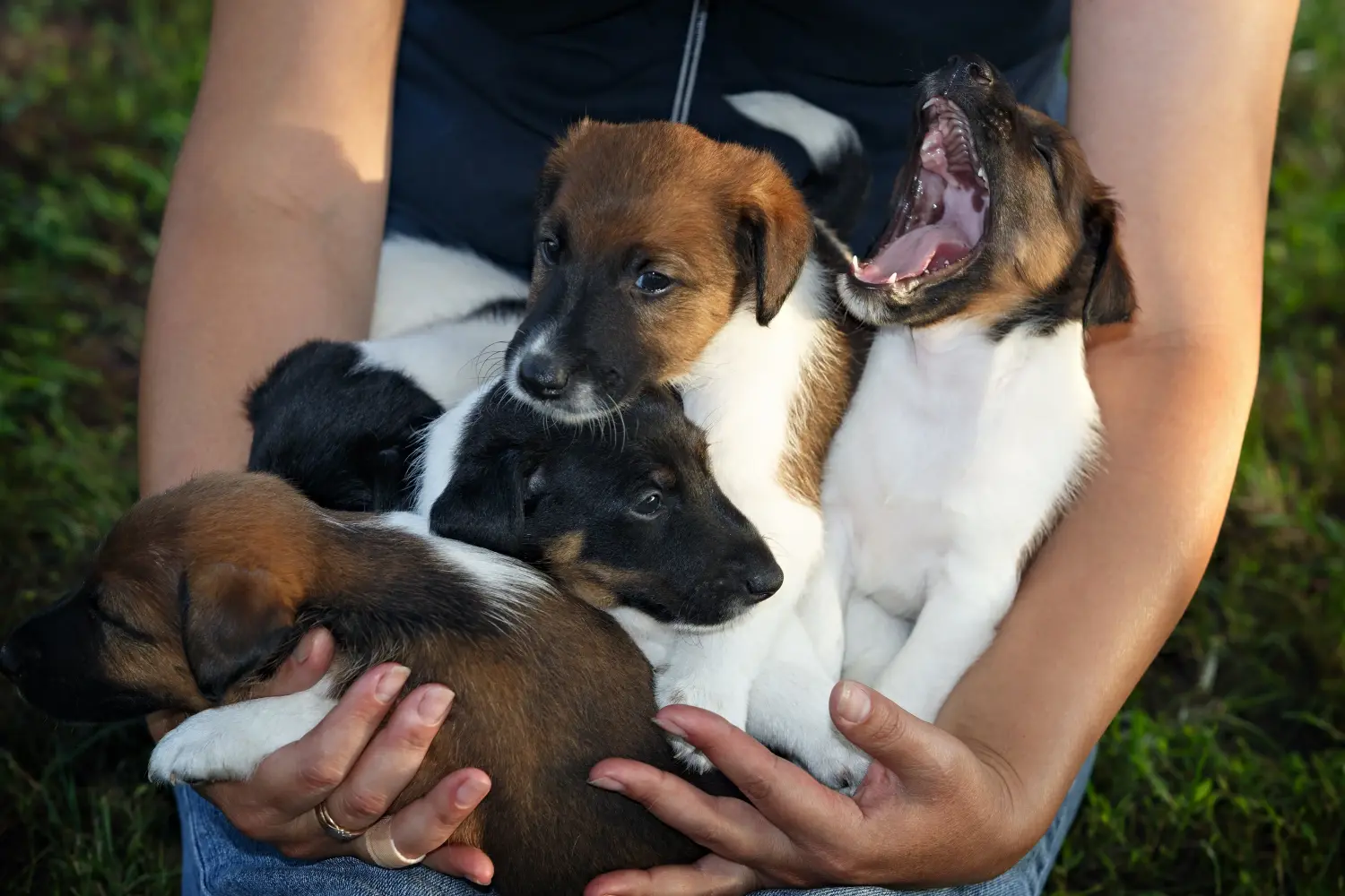 Einen Foxterrier Welpen zu kaufen, bedeutet Verantwortung zu übernehmen! Foxterrier Welpen kaufen.