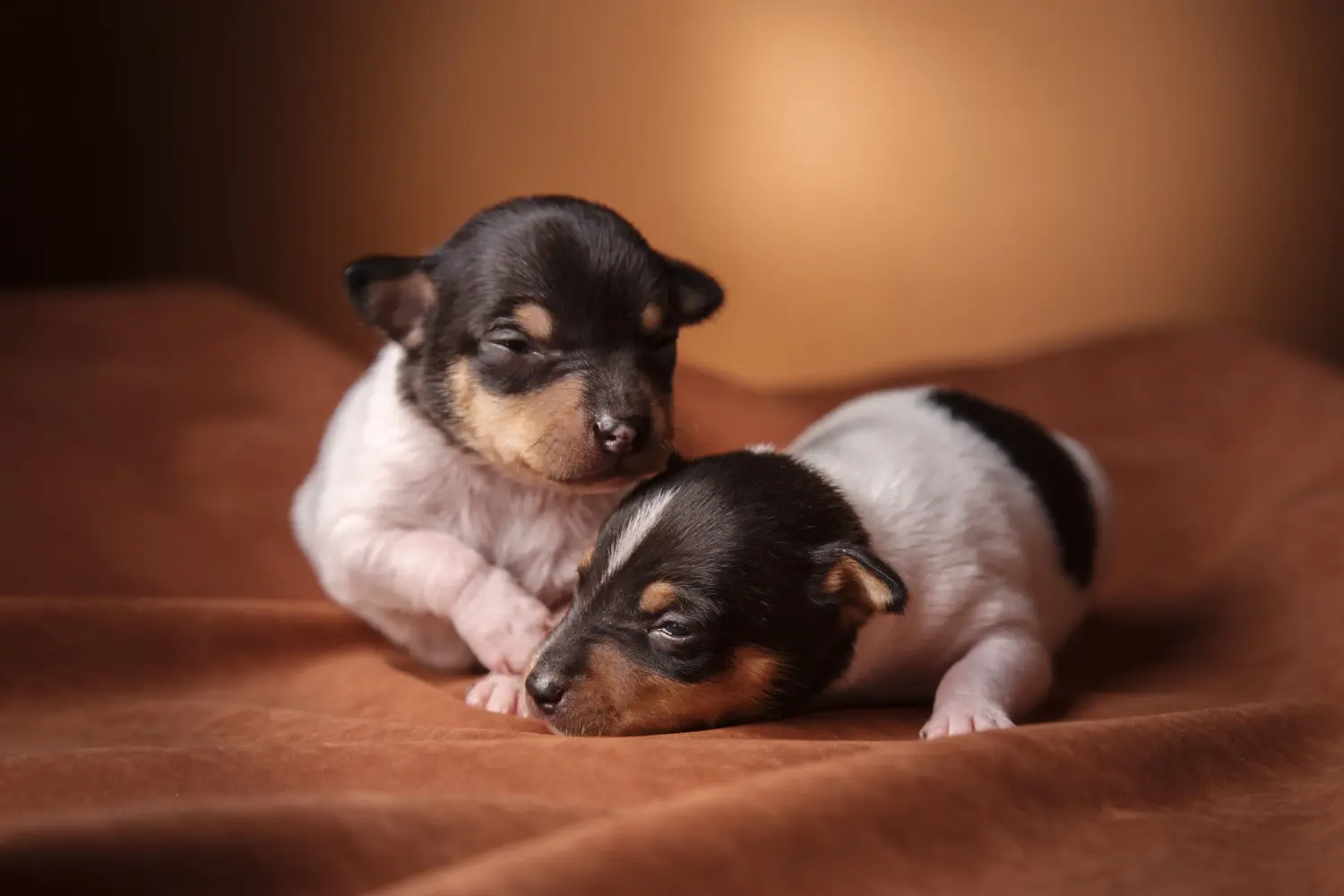 Einen Foxterrier Welpen zu kaufen, bedeutet Verantwortung zu übernehmen! Foxterrier Welpen kaufen.