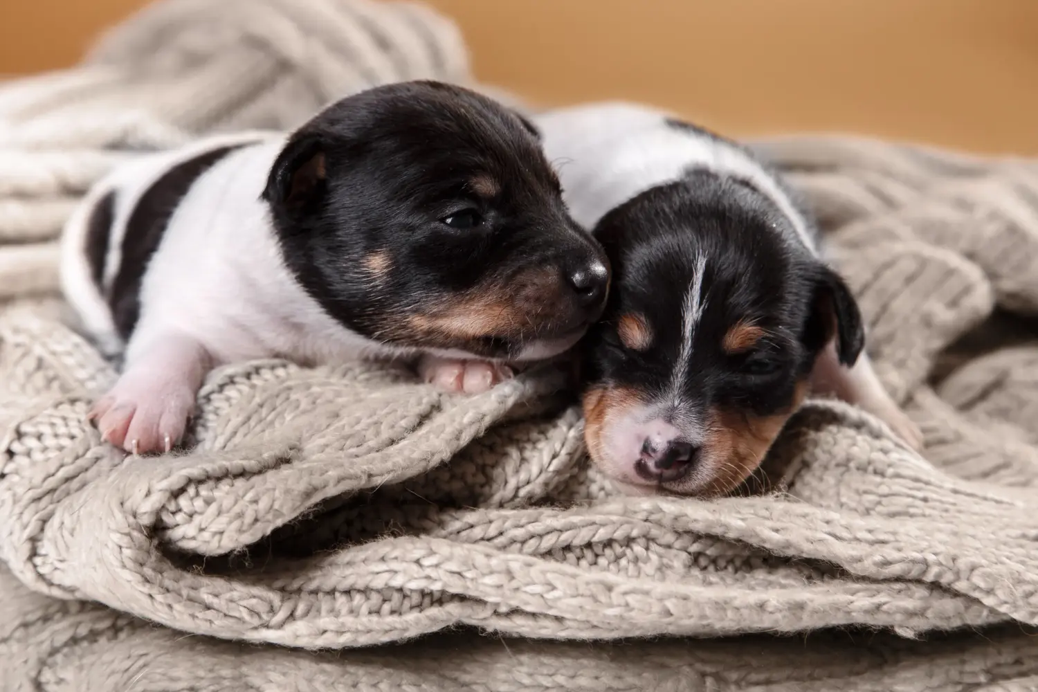 Einen Foxterrier Welpen zu kaufen, bedeutet Verantwortung zu übernehmen! Foxterrier Welpen kaufen.