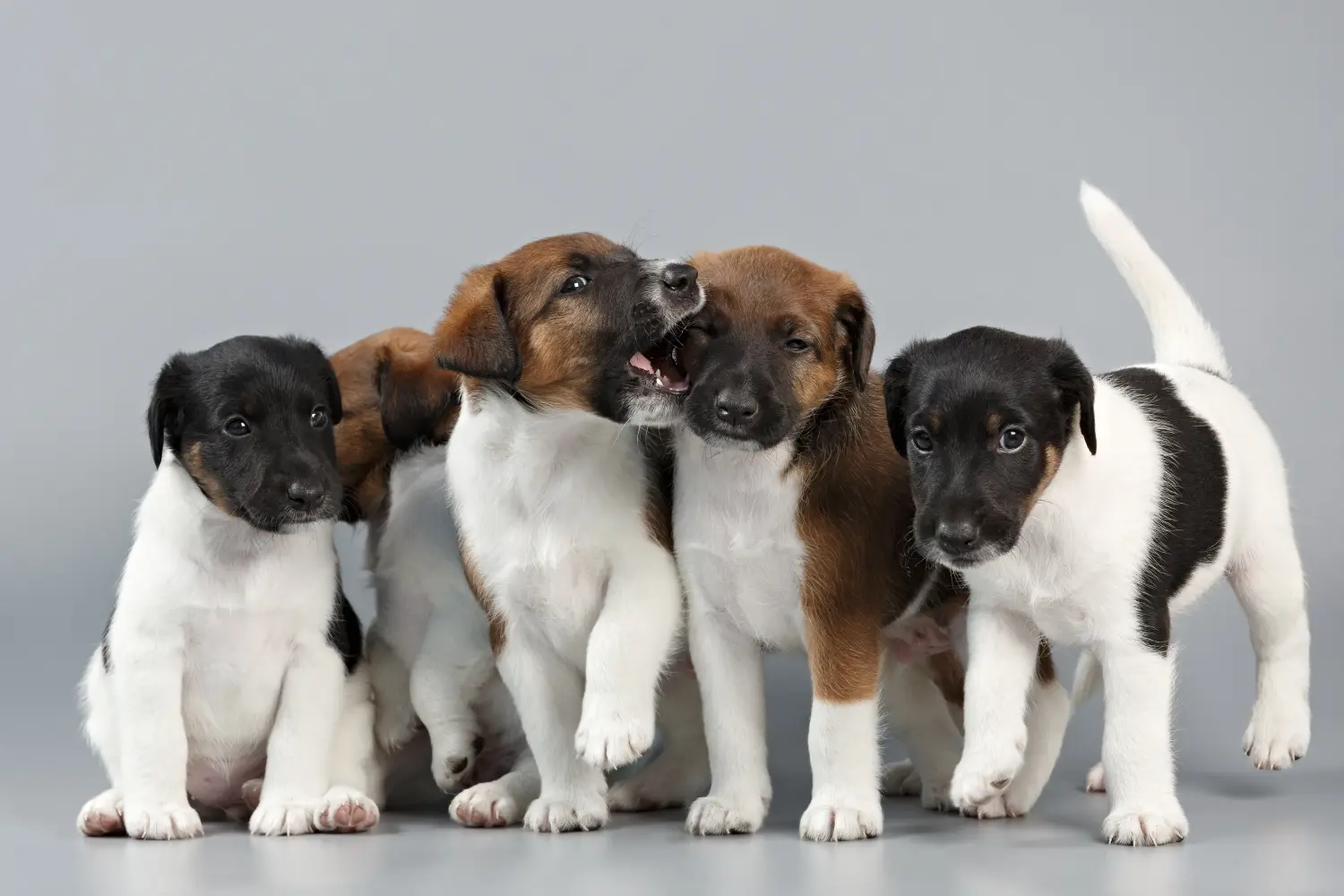 Einen Foxterrier Welpen zu kaufen, bedeutet Verantwortung zu übernehmen! Foxterrier Welpen kaufen.