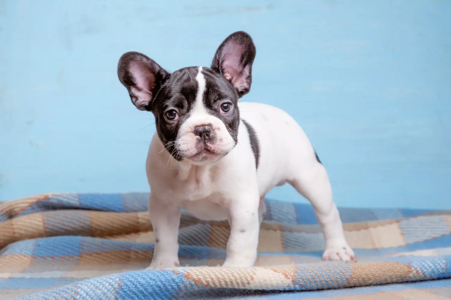 Einen Französische Bulldogge Welpen zu kaufen, bedeutet Verantwortung zu übernehmen! Französische Bulldogge Welpen kaufen.