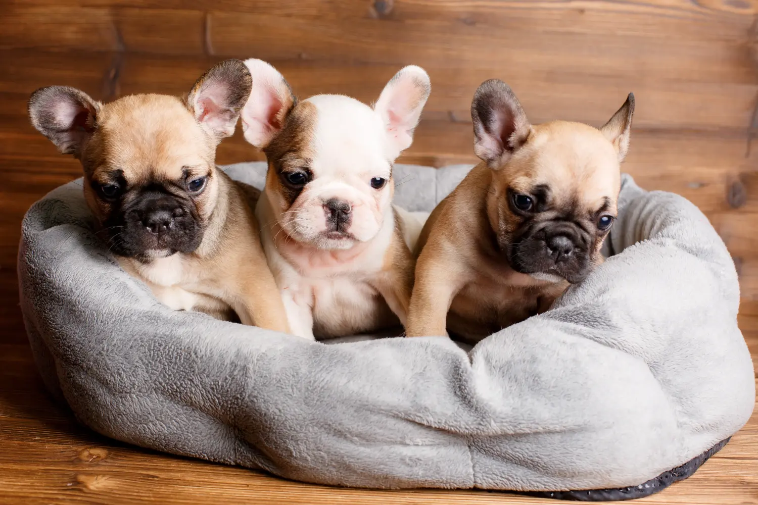 Einen Französische Bulldogge Welpen zu kaufen, bedeutet Verantwortung zu übernehmen! Französische Bulldogge Welpen kaufen.