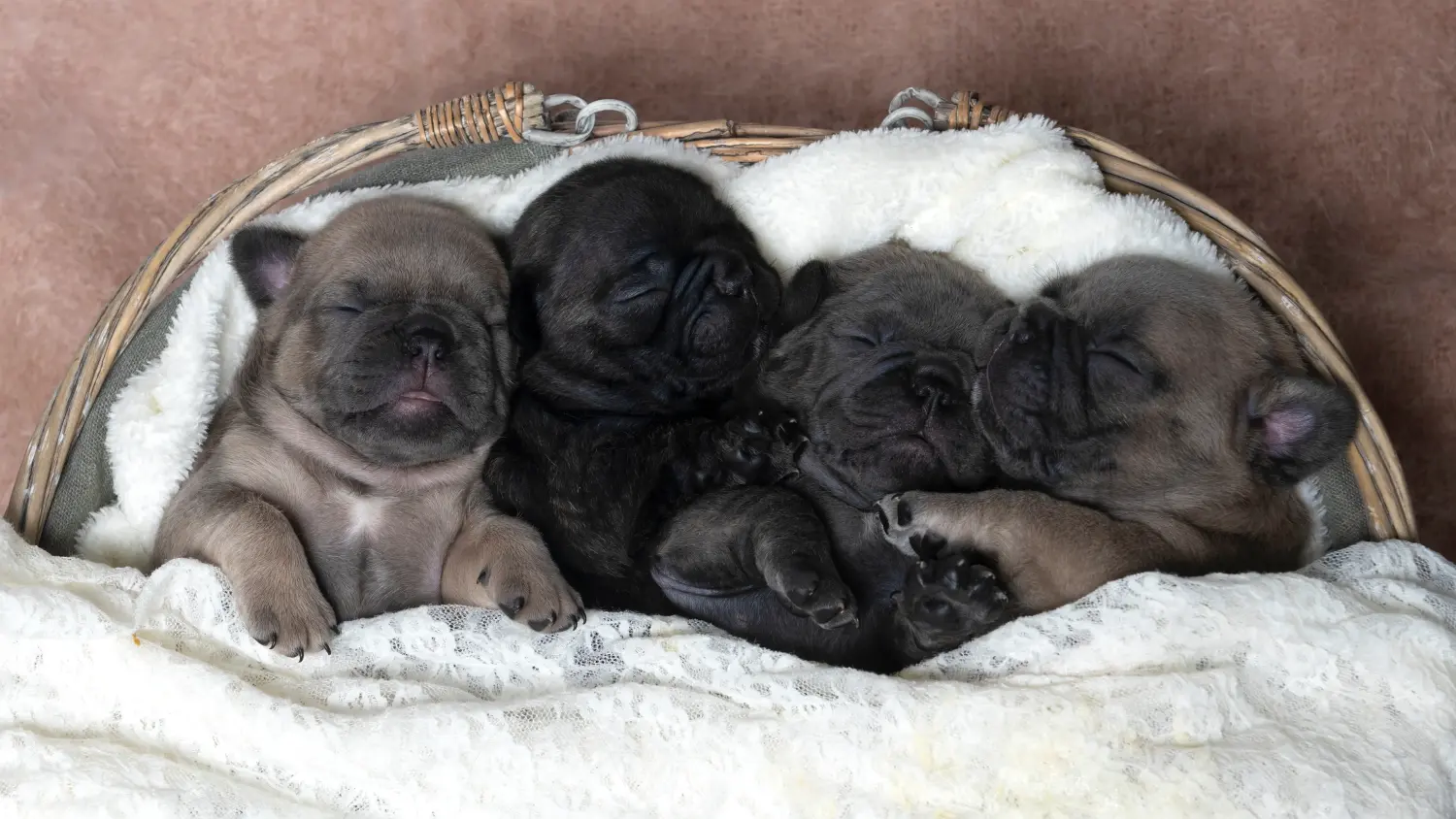 Einen Französische Bulldogge Welpen zu kaufen, bedeutet Verantwortung zu übernehmen! Französische Bulldogge Welpen kaufen.