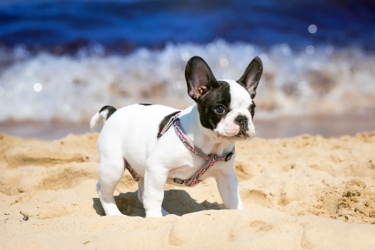 Einen Französische Bulldogge Welpen zu kaufen, bedeutet Verantwortung zu übernehmen! Französische Bulldogge Welpen kaufen.