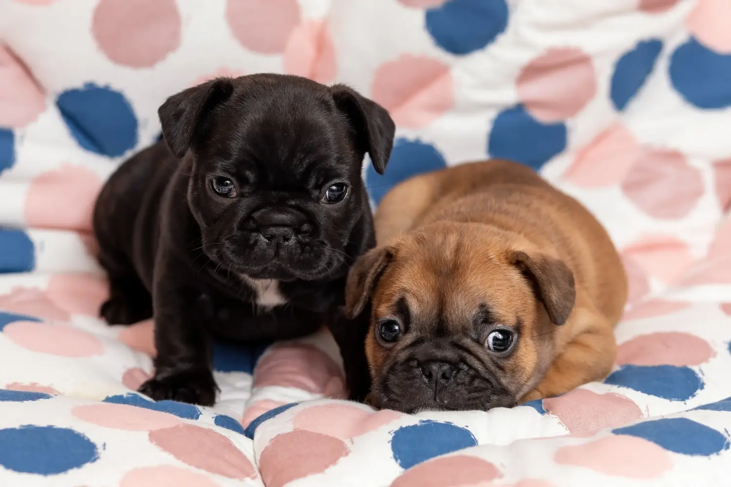 Einen Französische Bulldogge Welpen zu kaufen, bedeutet Verantwortung zu übernehmen! Französische Bulldogge Welpen kaufen.