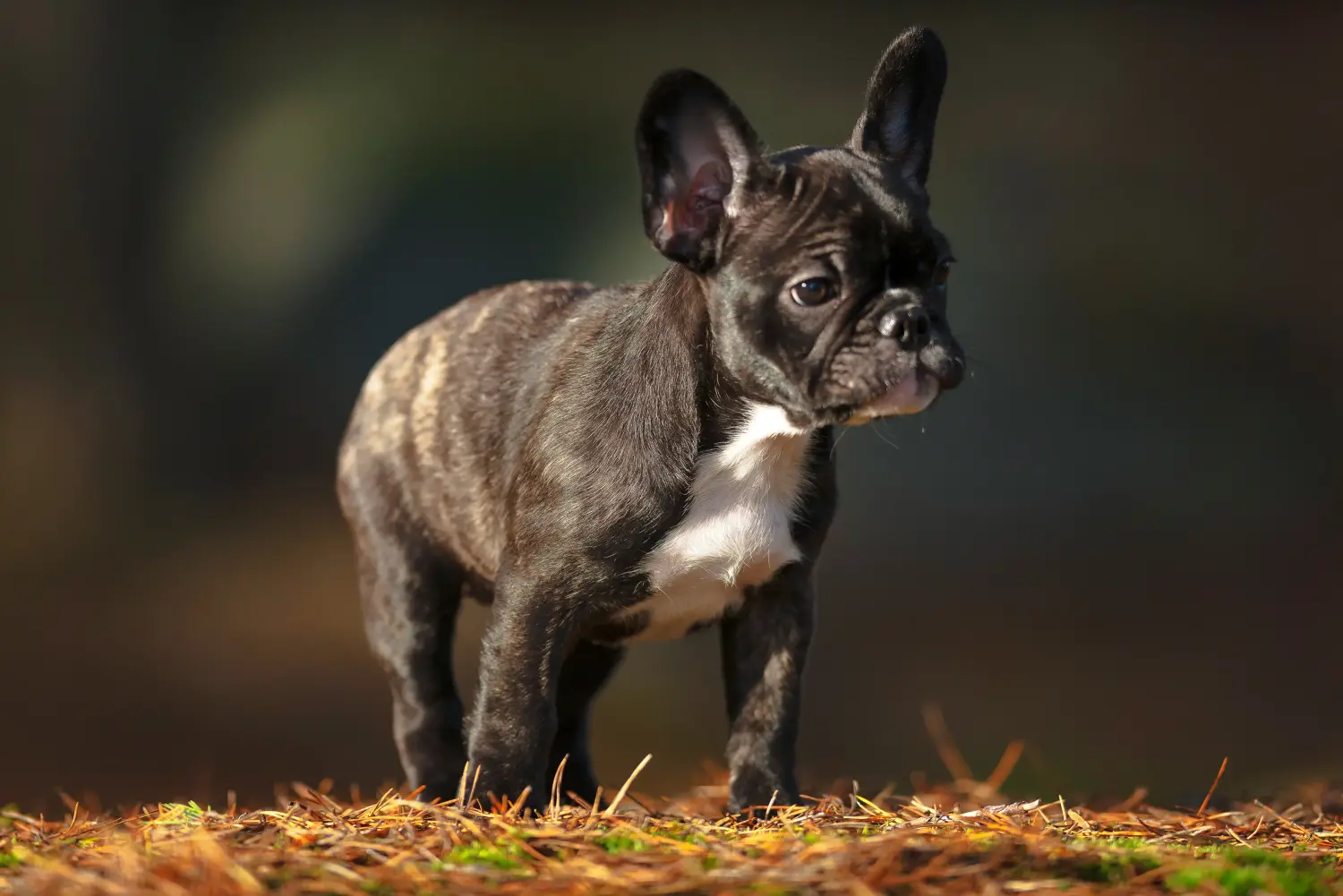 Einen Französische Bulldogge Welpen zu kaufen, bedeutet Verantwortung zu übernehmen! Französische Bulldogge Welpen kaufen.