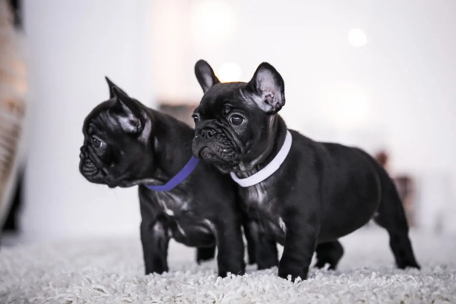 Einen Französische Bulldogge Welpen zu kaufen, bedeutet Verantwortung zu übernehmen! Französische Bulldogge Welpen kaufen.