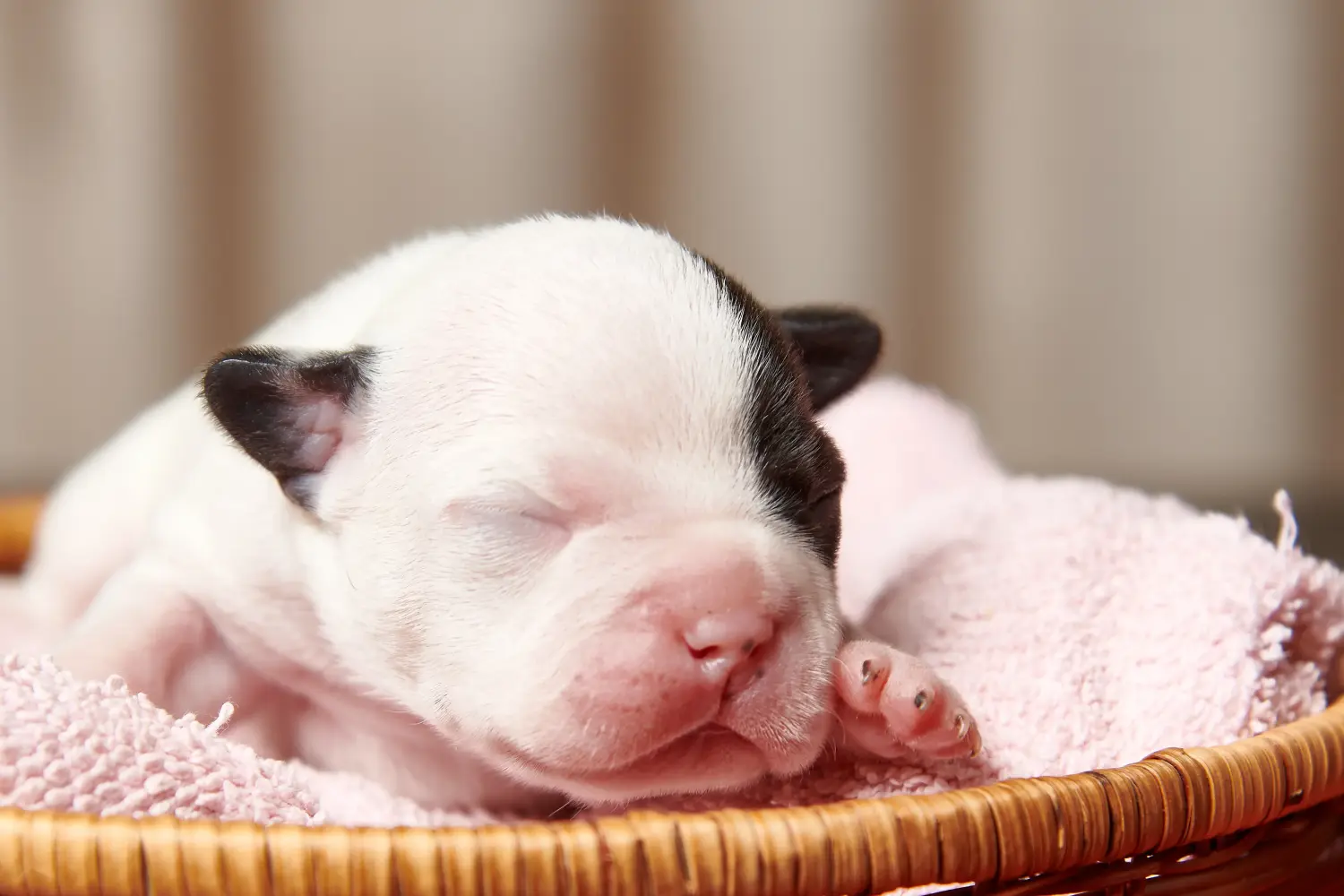 Einen Französische Bulldogge Welpen zu kaufen, bedeutet Verantwortung zu übernehmen! Französische Bulldogge Welpen kaufen.
