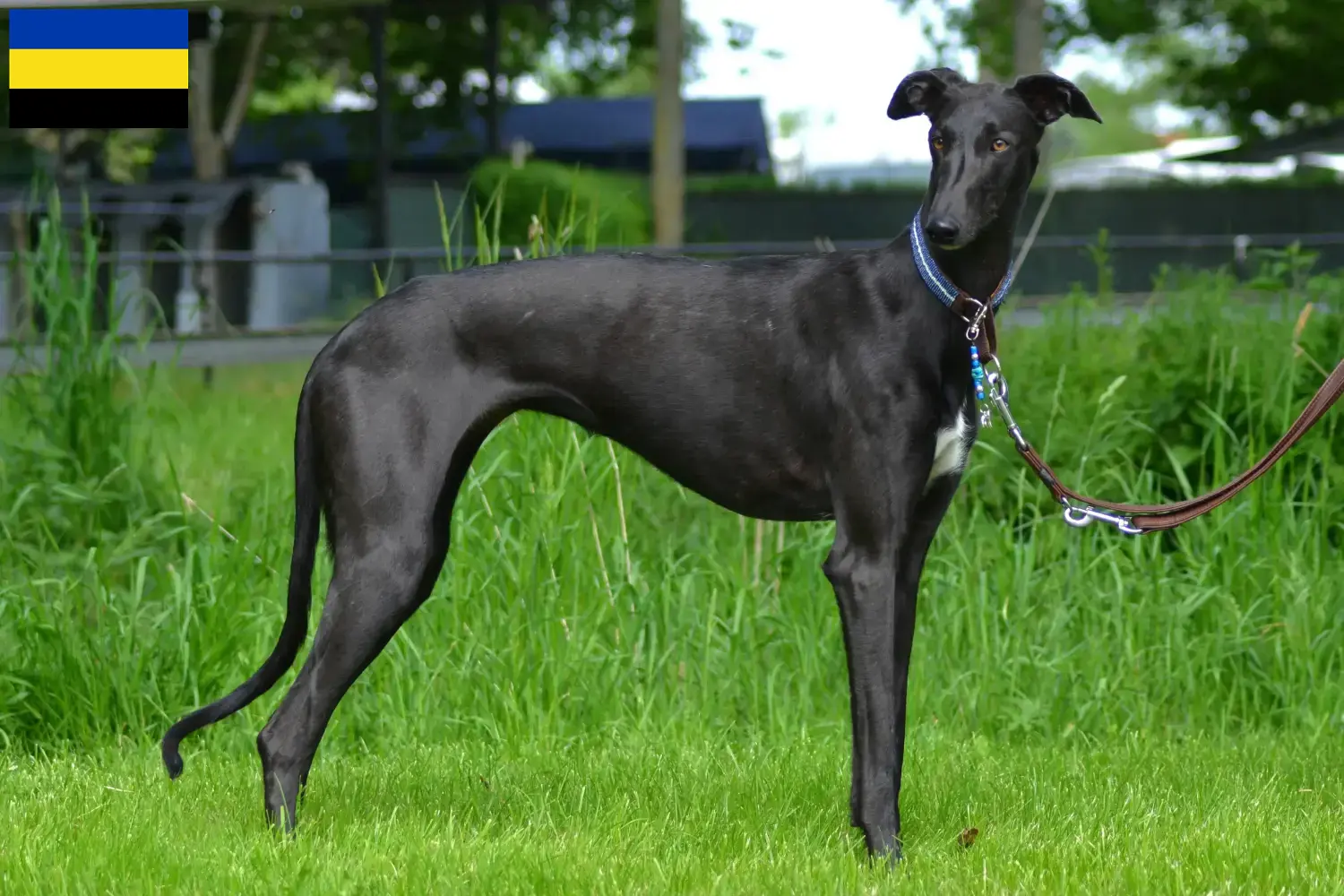 Galgo Espanol Welpen und Züchter Gelderland Hier findest Du Galgo Espanols Züchter in Gelderland.