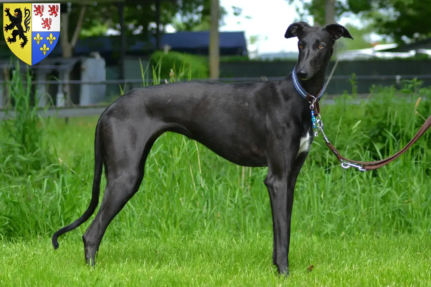 Galgo Espanol Welpen und Züchter Hauts-de-France Hier findest Du Galgo Espanols Züchter in Hauts-de-France.