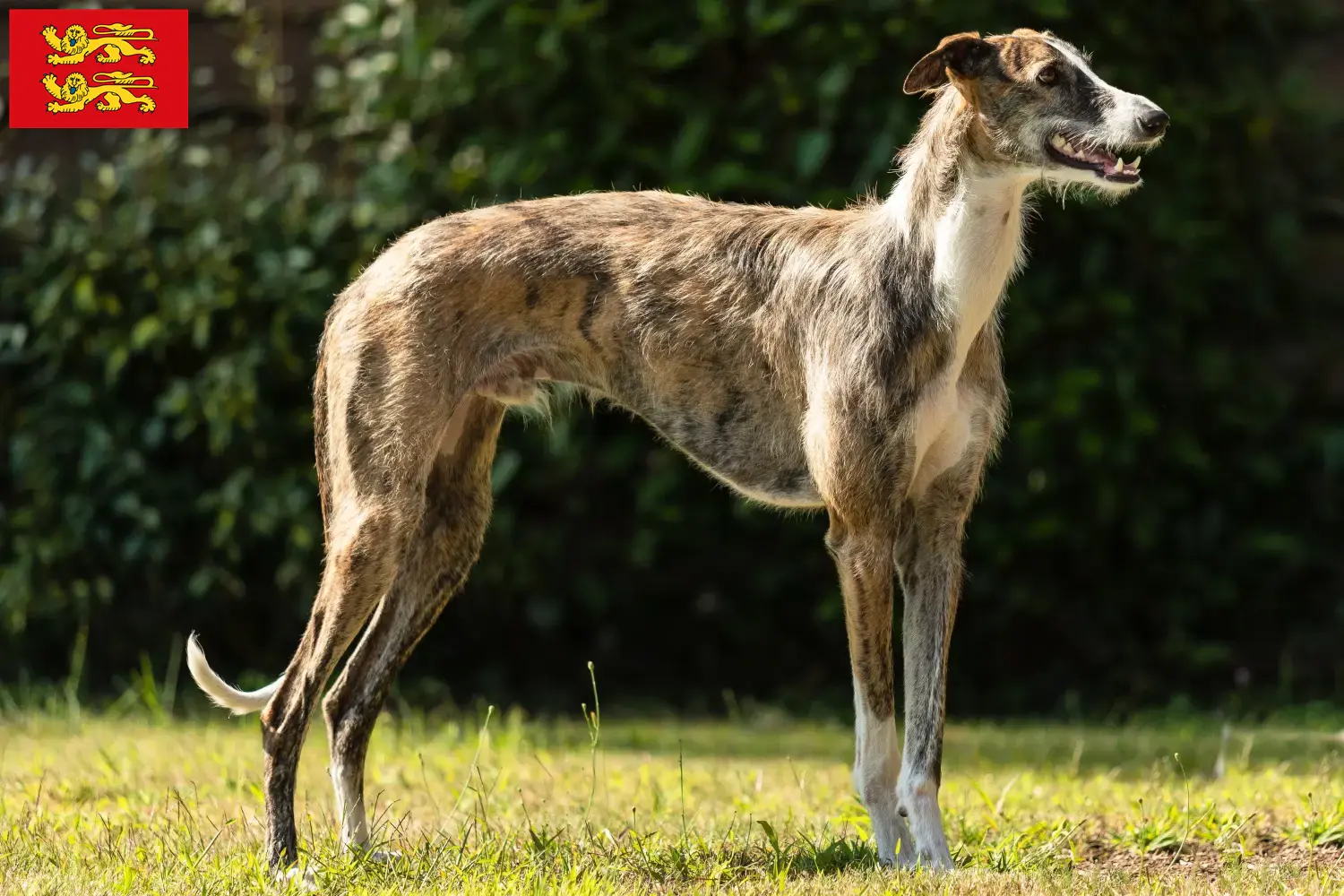 Galgo Espanol Welpen und Züchter Normandie Hier findest Du Galgo Espanols Züchter in der Normandie.