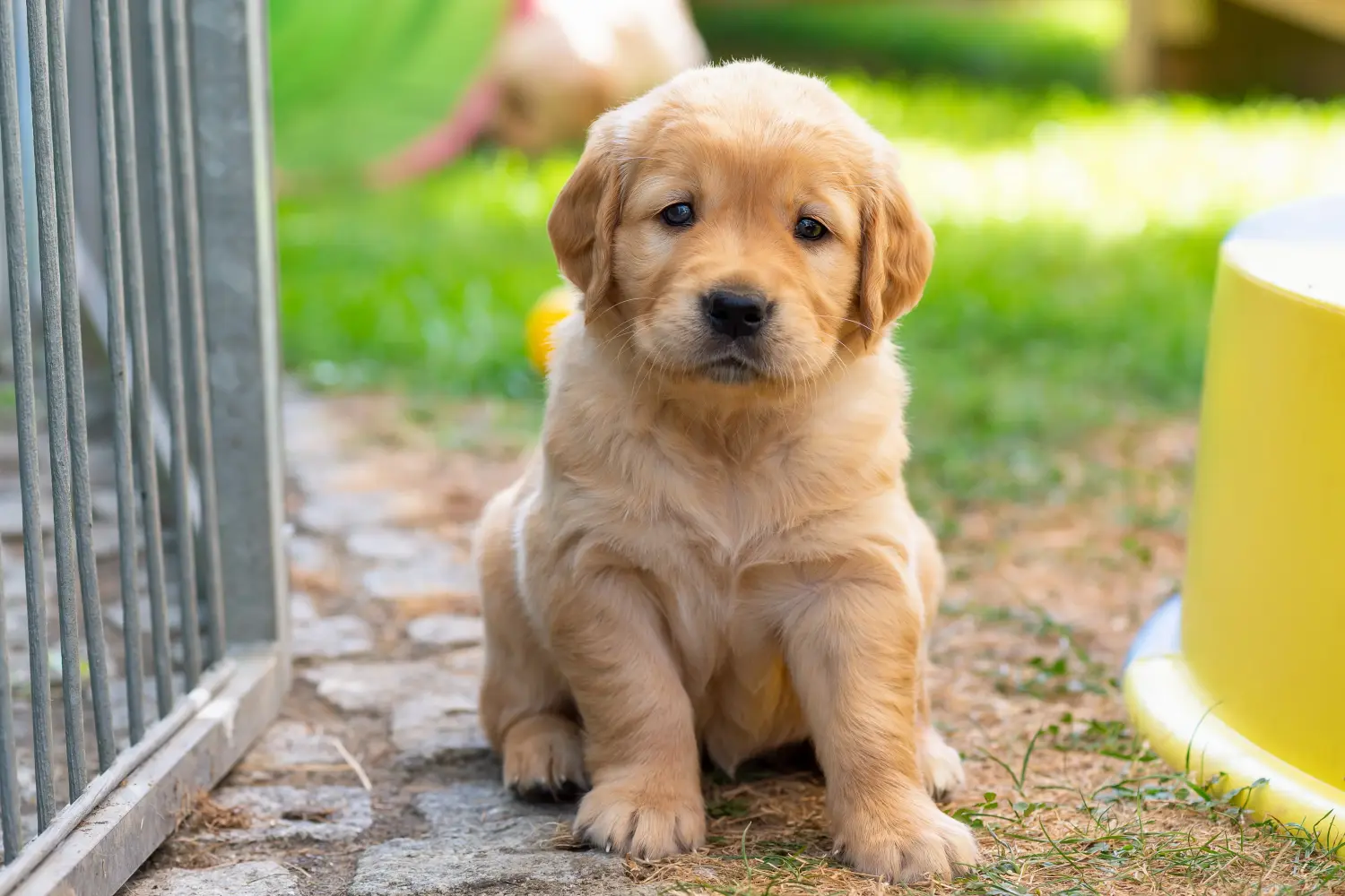 Einen Golden Retriever Welpen zu kaufen, bedeutet Verantwortung zu übernehmen! Golden Retriever Welpen kaufen.