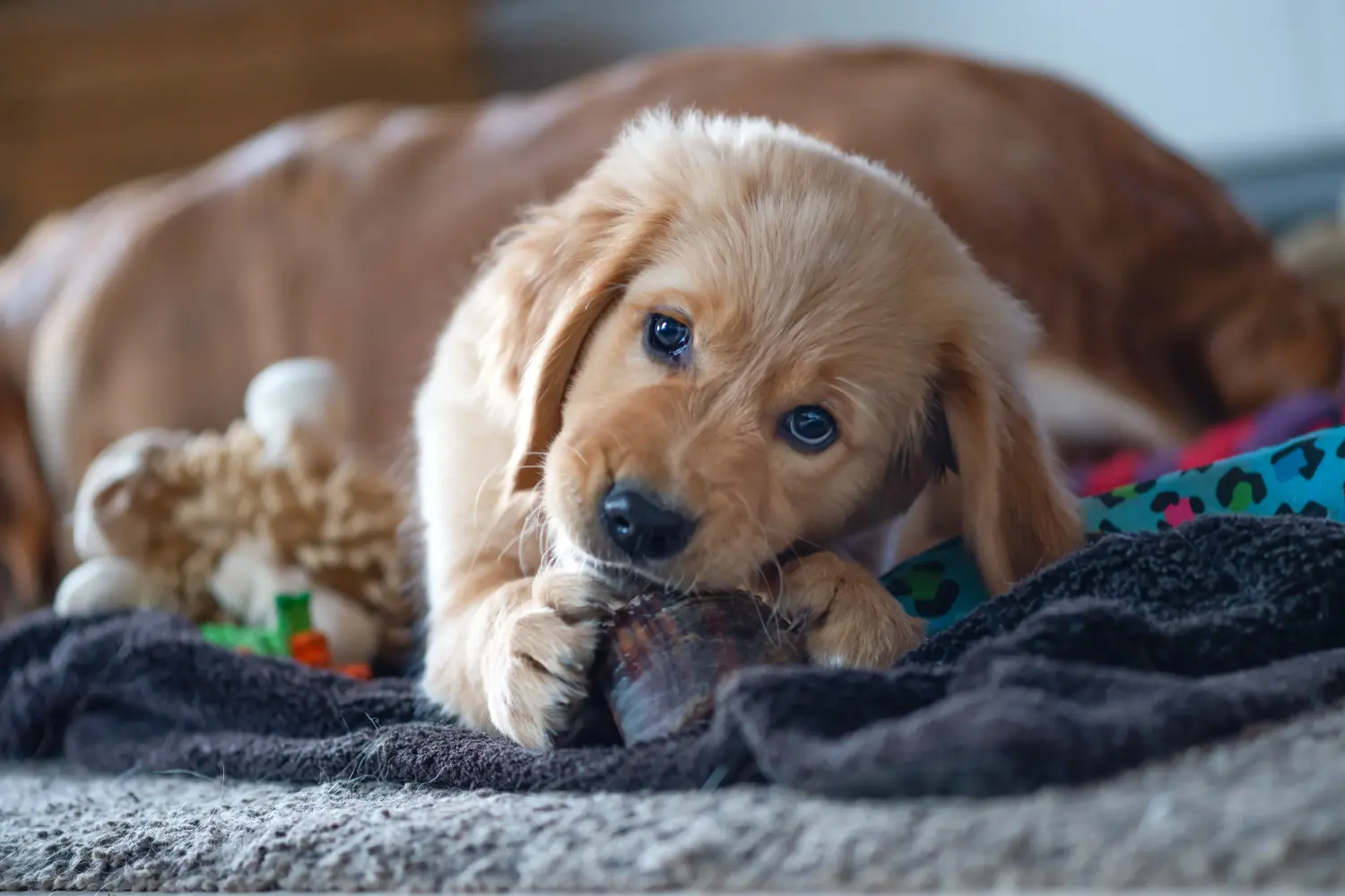 Einen Golden Retriever Welpen zu kaufen, bedeutet Verantwortung zu übernehmen! Golden Retriever Welpen kaufen.