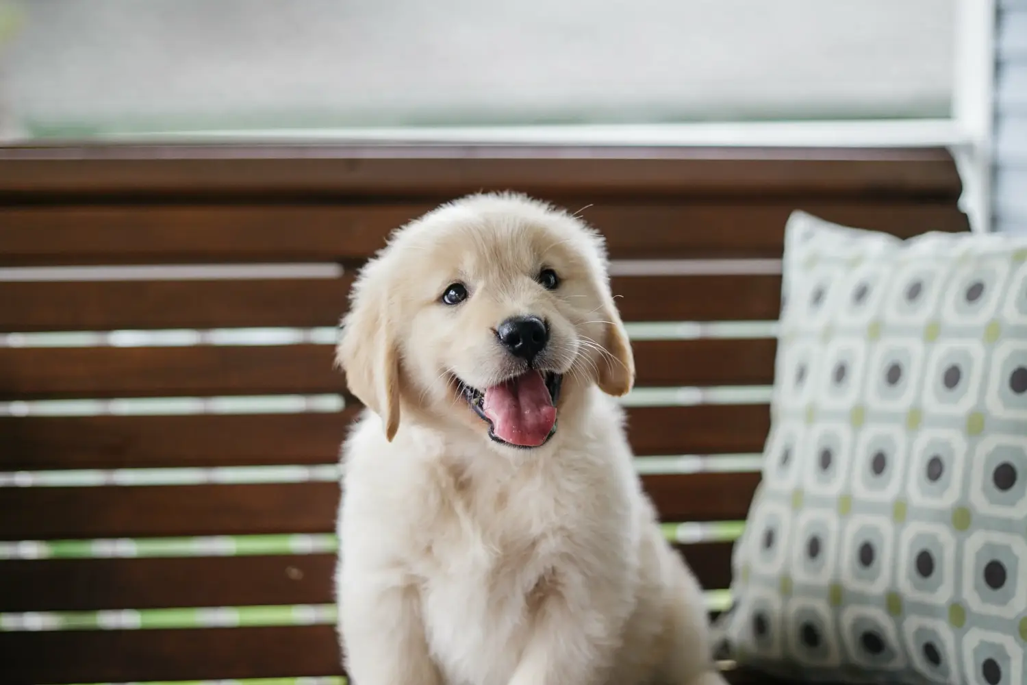 Einen Golden Retriever Welpen zu kaufen, bedeutet Verantwortung zu übernehmen! Golden Retriever Welpen kaufen.