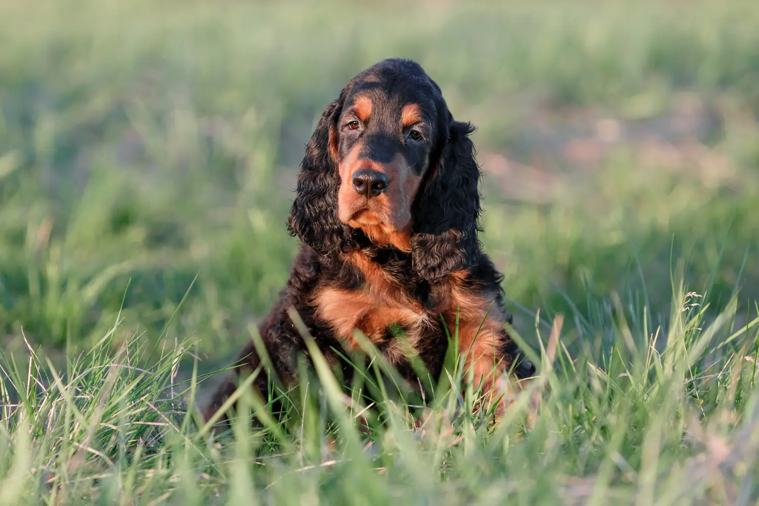 Einen Gordon Setter Welpen zu kaufen, bedeutet Verantwortung zu übernehmen! Gordon Setter Welpen kaufen.