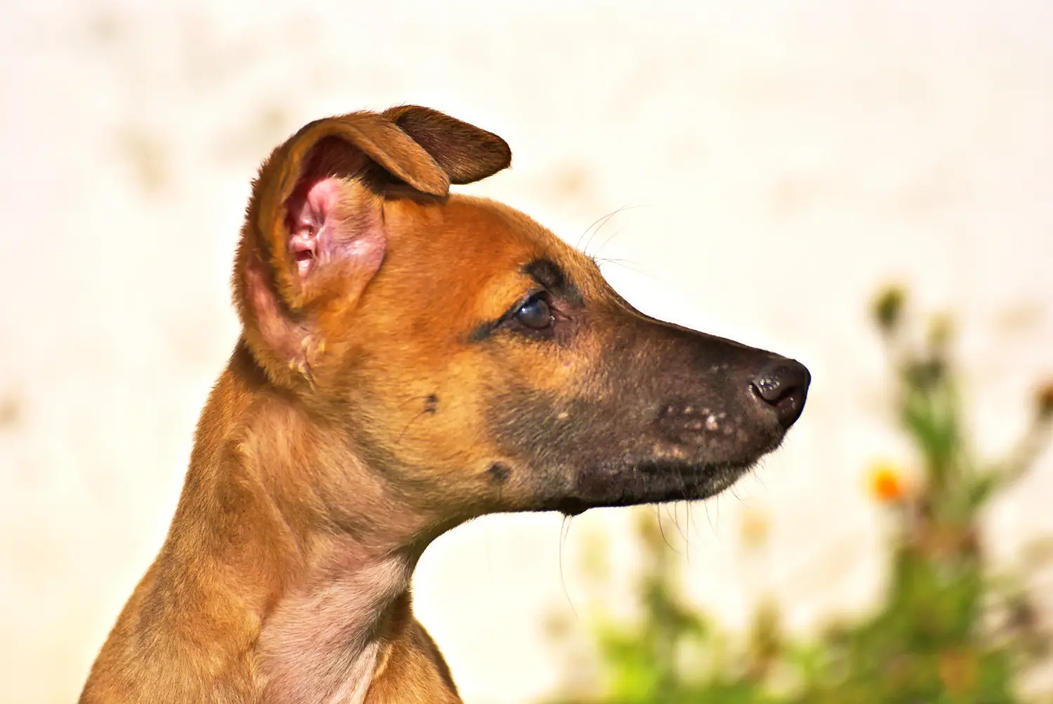 Einen Greyhound Welpen zu kaufen, bedeutet Verantwortung zu übernehmen! Greyhound Welpen kaufen.