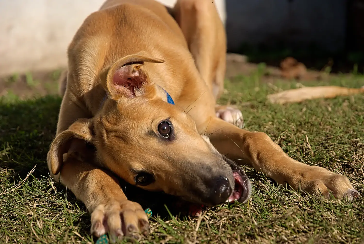 Einen Greyhound Welpen zu kaufen, bedeutet Verantwortung zu übernehmen! Greyhound Welpen kaufen.