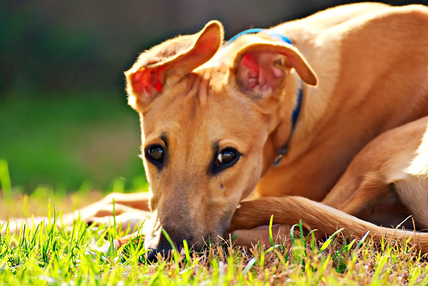 Einen Greyhound Welpen zu kaufen, bedeutet Verantwortung zu übernehmen! Greyhound Welpen kaufen.
