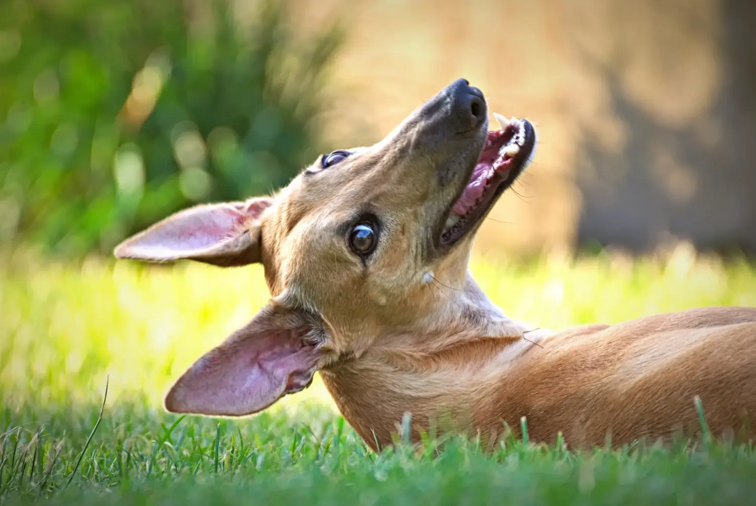 Einen Greyhound Welpen zu kaufen, bedeutet Verantwortung zu übernehmen! Greyhound Welpen kaufen.