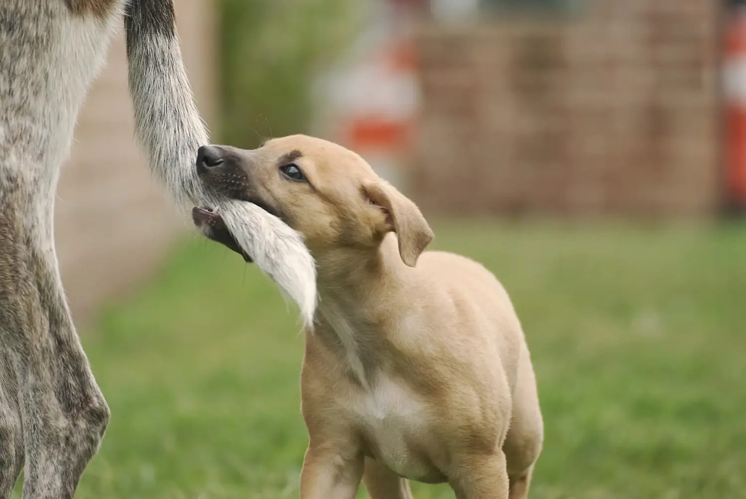 Einen Greyhound Welpen zu kaufen, bedeutet Verantwortung zu übernehmen! Greyhound Welpen kaufen.
