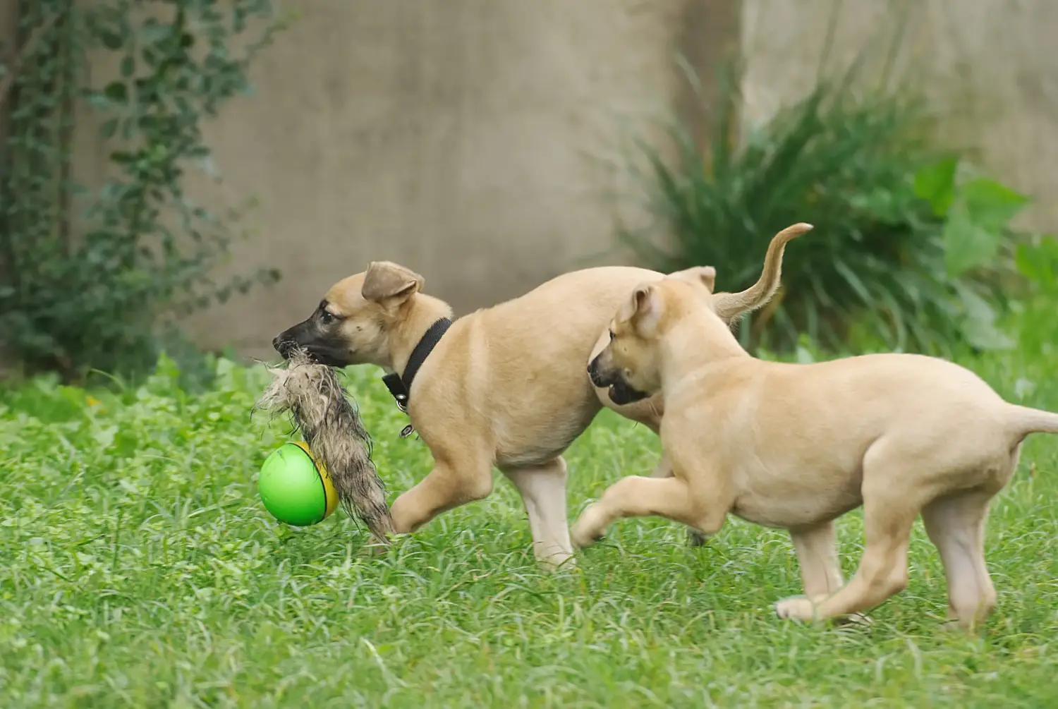 Einen Greyhound Welpen zu kaufen, bedeutet Verantwortung zu übernehmen! Greyhound Welpen kaufen.