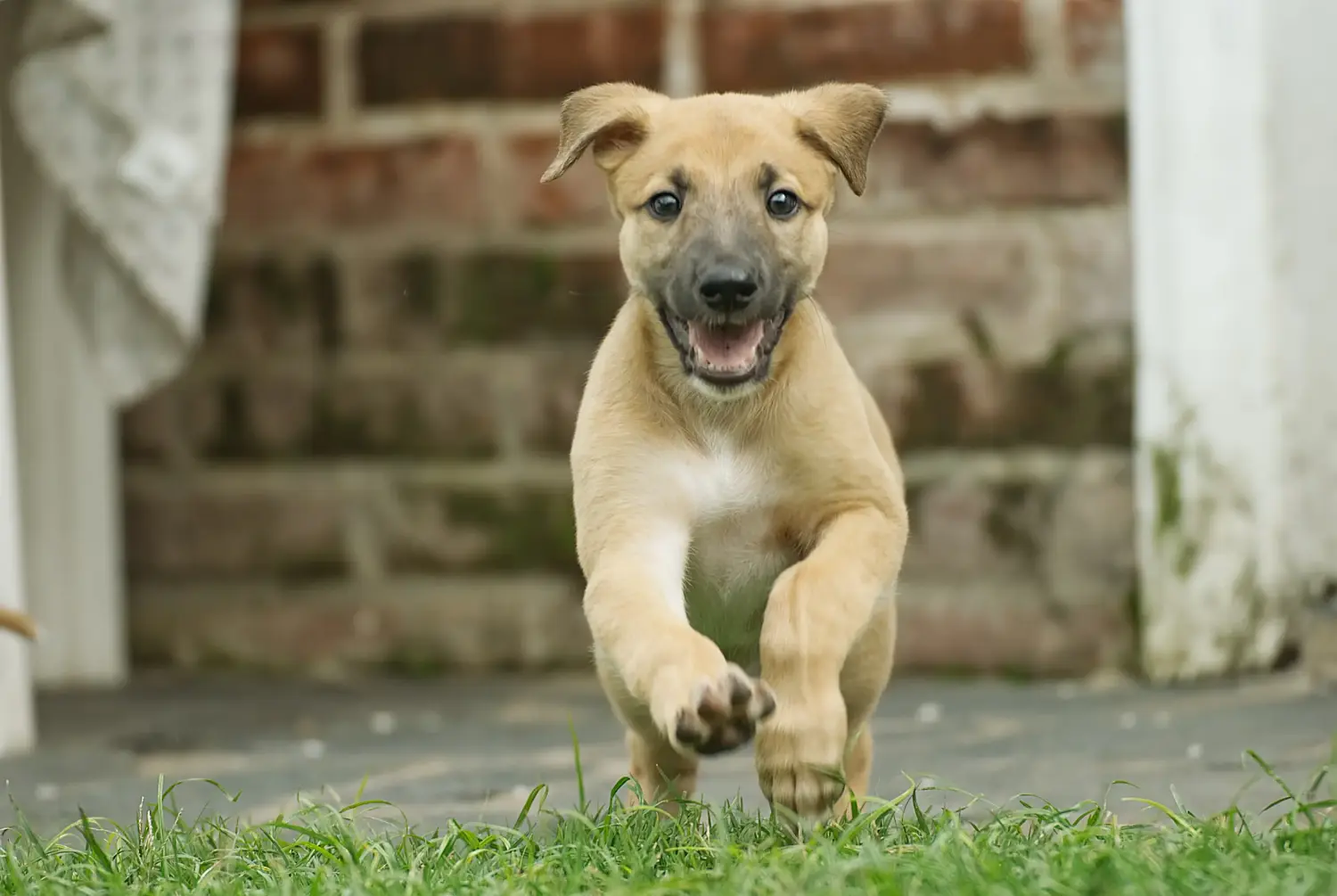Einen Greyhound Welpen zu kaufen, bedeutet Verantwortung zu übernehmen! Greyhound Welpen kaufen.