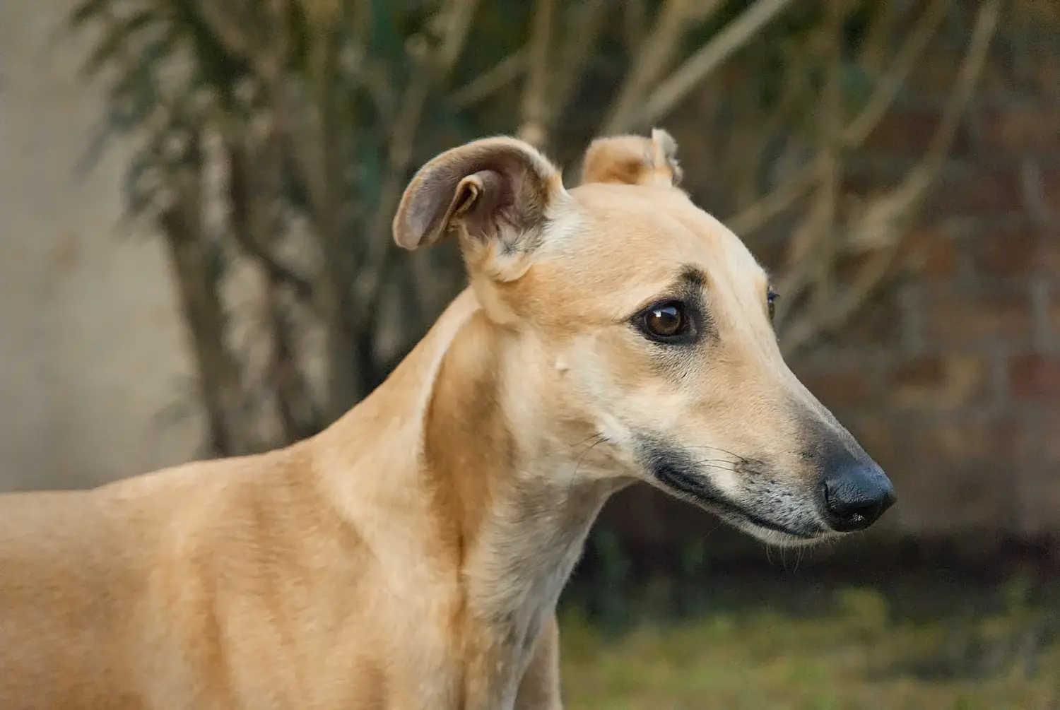 Einen Greyhound Welpen zu kaufen, bedeutet Verantwortung zu übernehmen! Greyhound Welpen kaufen.