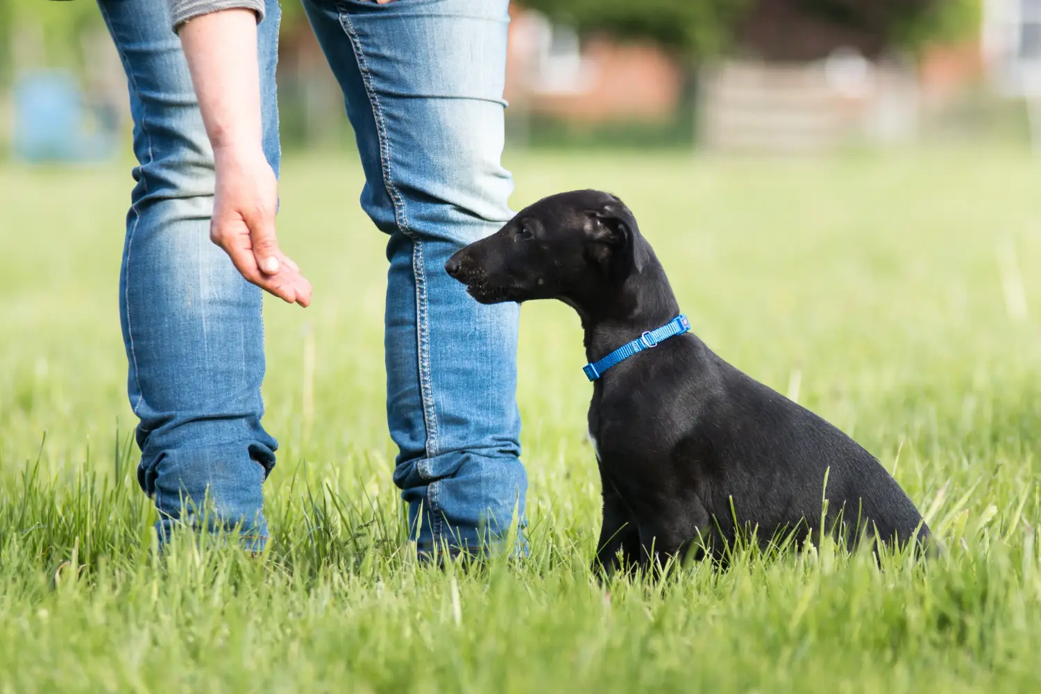 Einen Greyhound Welpen zu kaufen, bedeutet Verantwortung zu übernehmen! Greyhound Welpen kaufen.