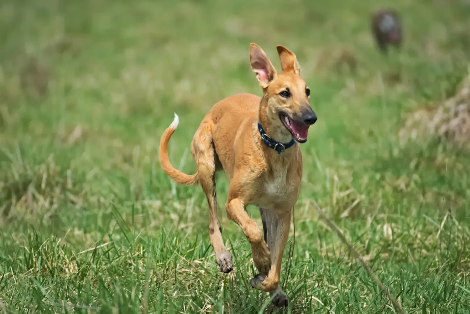 Einen Greyhound Welpen zu kaufen, bedeutet Verantwortung zu übernehmen! Greyhound Welpen kaufen.