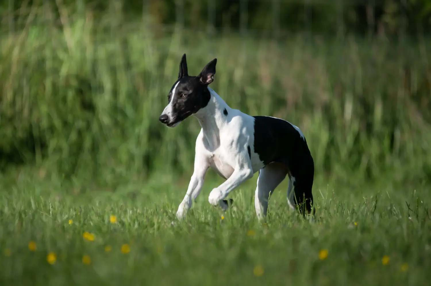 Einen Greyhound Welpen zu kaufen, bedeutet Verantwortung zu übernehmen! Greyhound Welpen kaufen.