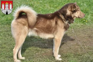 Mehr über den Artikel erfahren Grönlandhund Züchter und Welpen in Salzburg