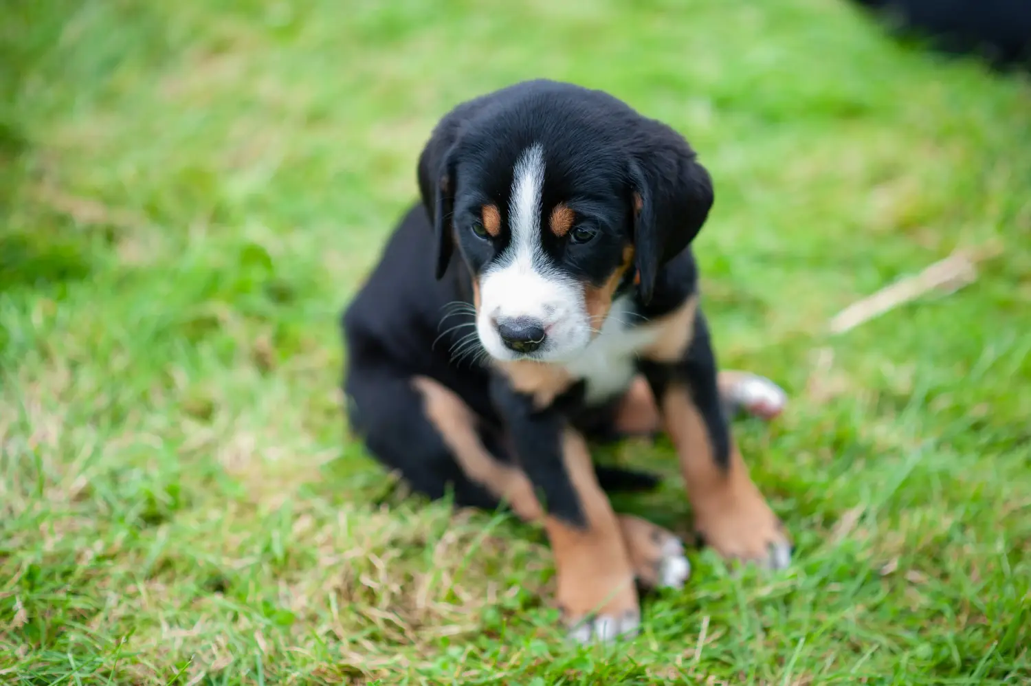 Einen Großen Schweizer Sennenhund Welpen zu kaufen, bedeutet Verantwortung zu übernehmen! Großer Schweizer Sennenhund Welpen kaufen.