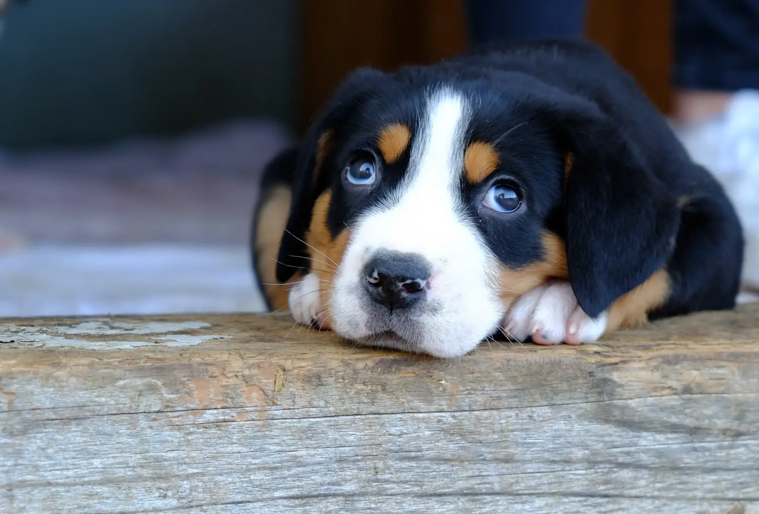 Einen Großen Schweizer Sennenhund Welpen zu kaufen, bedeutet Verantwortung zu übernehmen! Großer Schweizer Sennenhund Welpen kaufen.