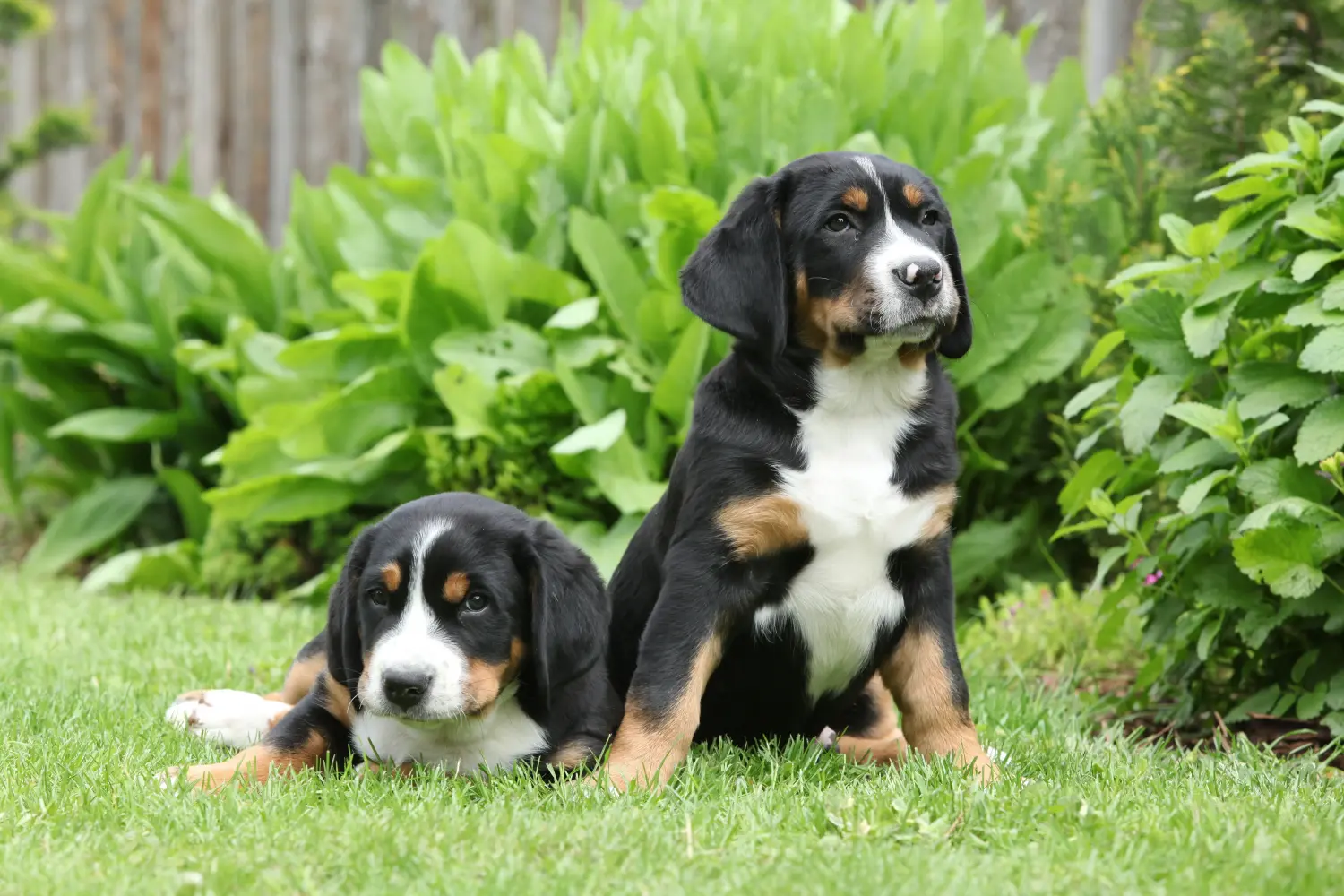 Einen Großen Schweizer Sennenhund Welpen zu kaufen, bedeutet Verantwortung zu übernehmen! Großer Schweizer Sennenhund Welpen kaufen.