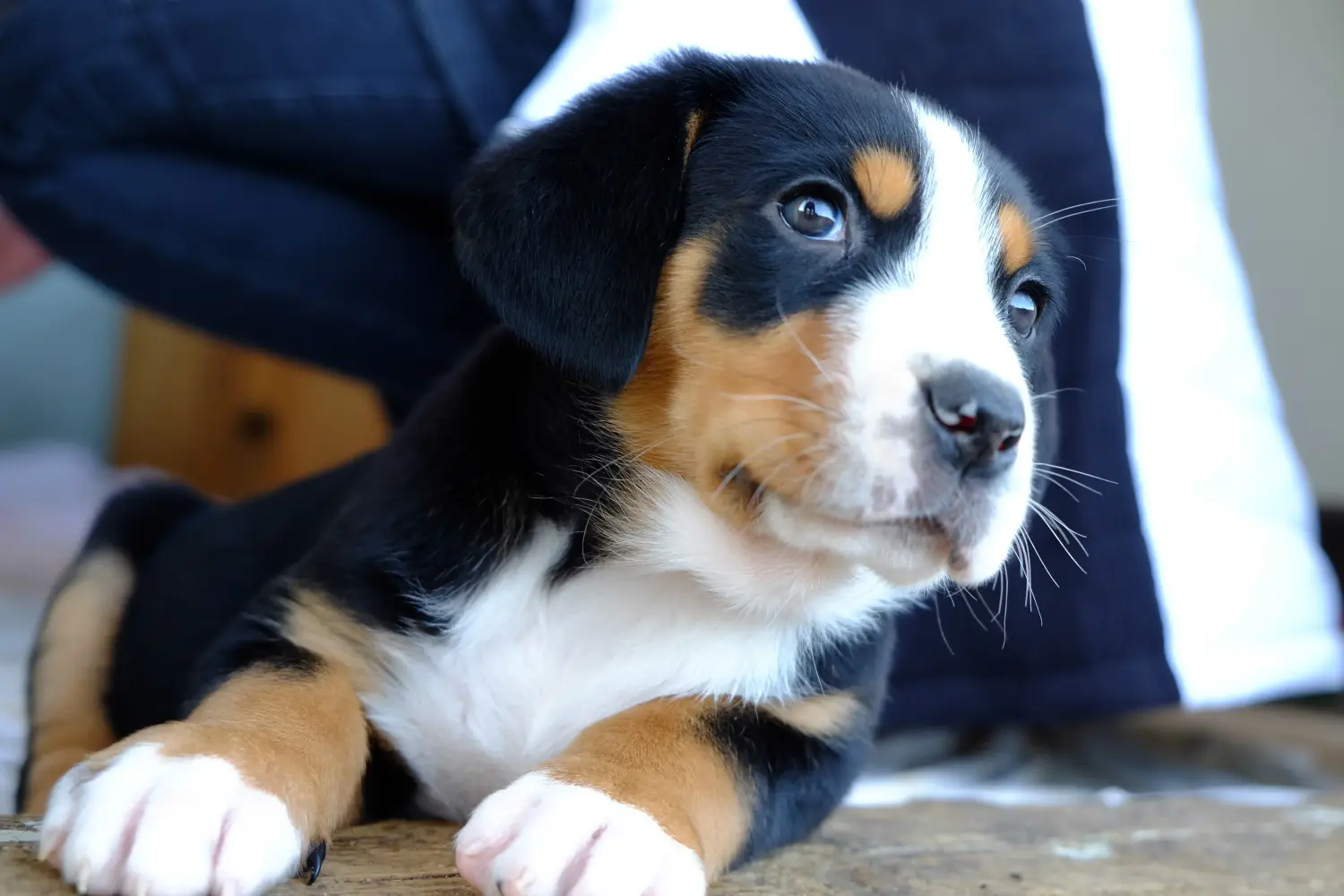 Einen Großen Schweizer Sennenhund Welpen zu kaufen, bedeutet Verantwortung zu übernehmen! Großer Schweizer Sennenhund Welpen kaufen.