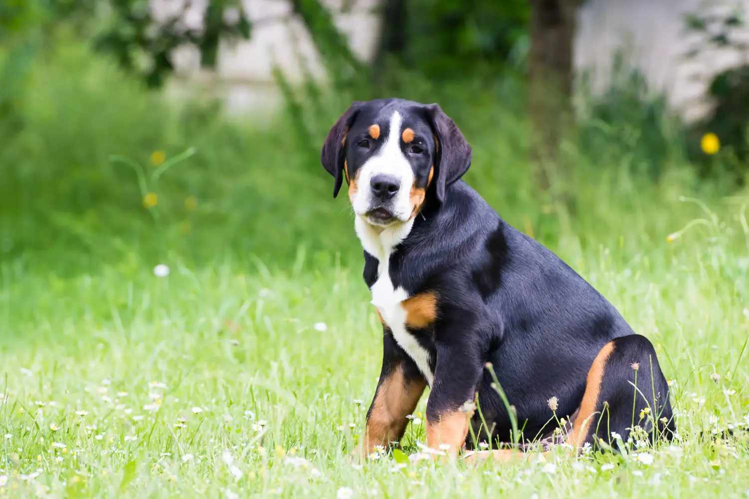 Einen Großen Schweizer Sennenhund Welpen zu kaufen, bedeutet Verantwortung zu übernehmen! Großer Schweizer Sennenhund Welpen kaufen.