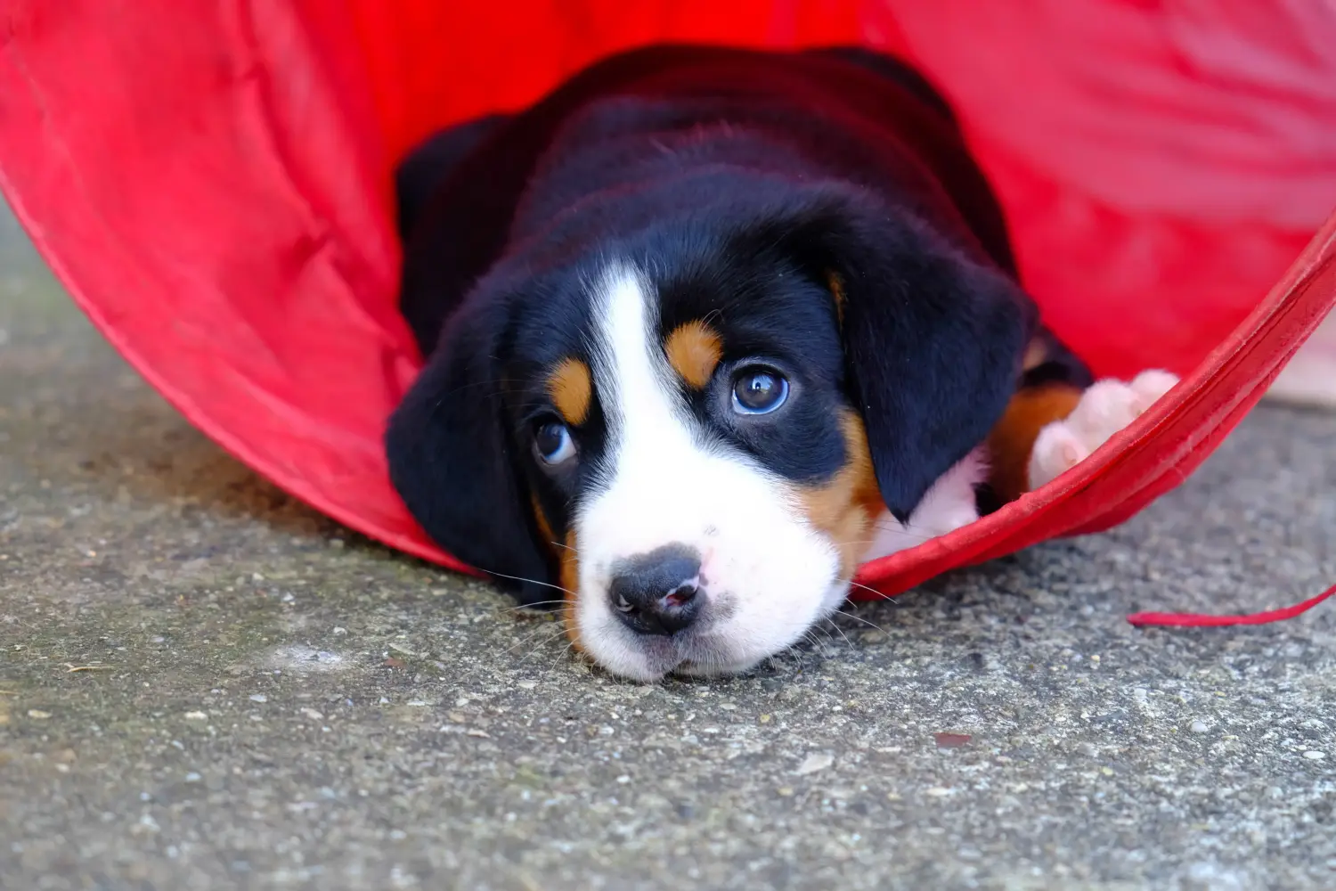 Einen Großen Schweizer Sennenhund Welpen zu kaufen, bedeutet Verantwortung zu übernehmen! Großer Schweizer Sennenhund Welpen kaufen.