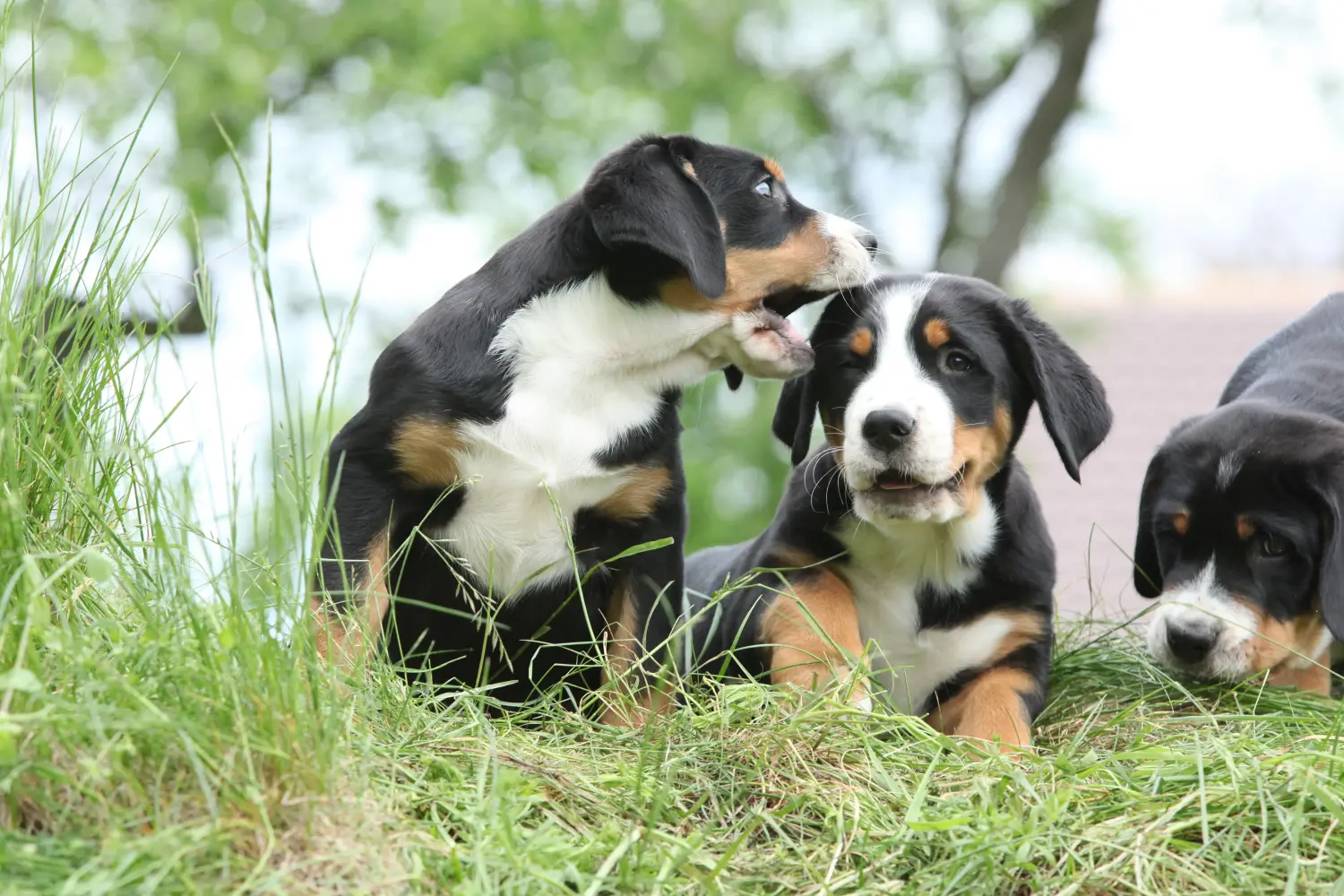 Einen Großen Schweizer Sennenhund Welpen zu kaufen, bedeutet Verantwortung zu übernehmen! Großer Schweizer Sennenhund Welpen kaufen.