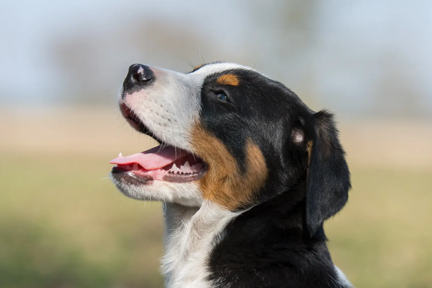 Einen Großen Schweizer Sennenhund Welpen zu kaufen, bedeutet Verantwortung zu übernehmen! Großer Schweizer Sennenhund Welpen kaufen.