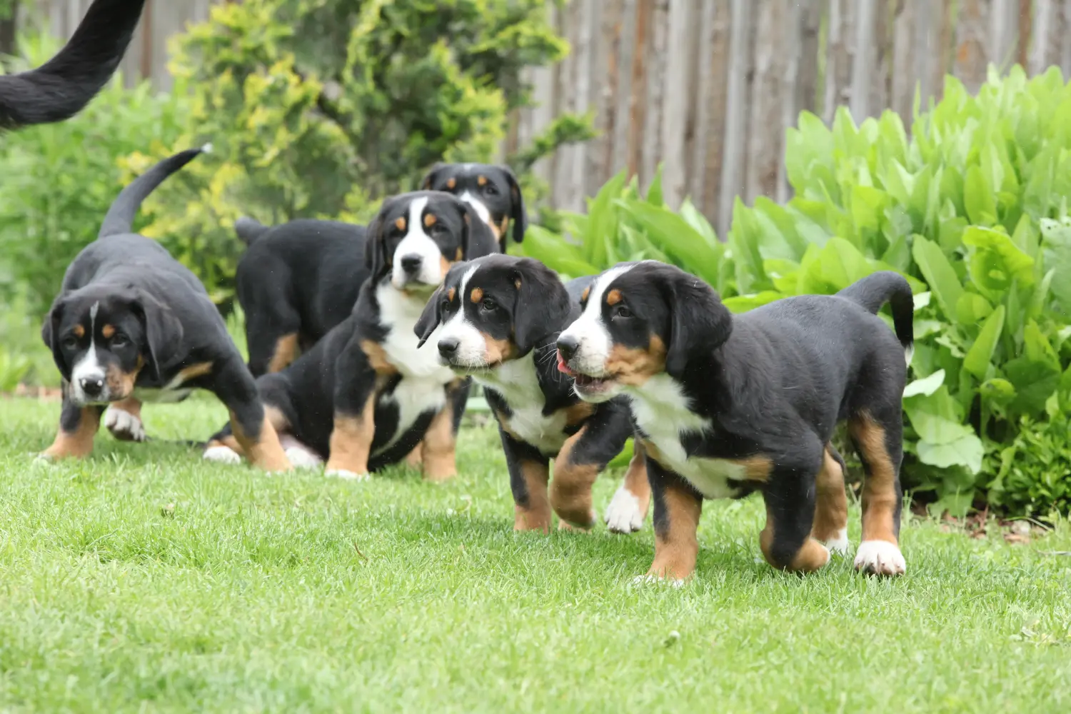 Einen Großen Schweizer Sennenhund Welpen zu kaufen, bedeutet Verantwortung zu übernehmen! Großer Schweizer Sennenhund Welpen kaufen.
