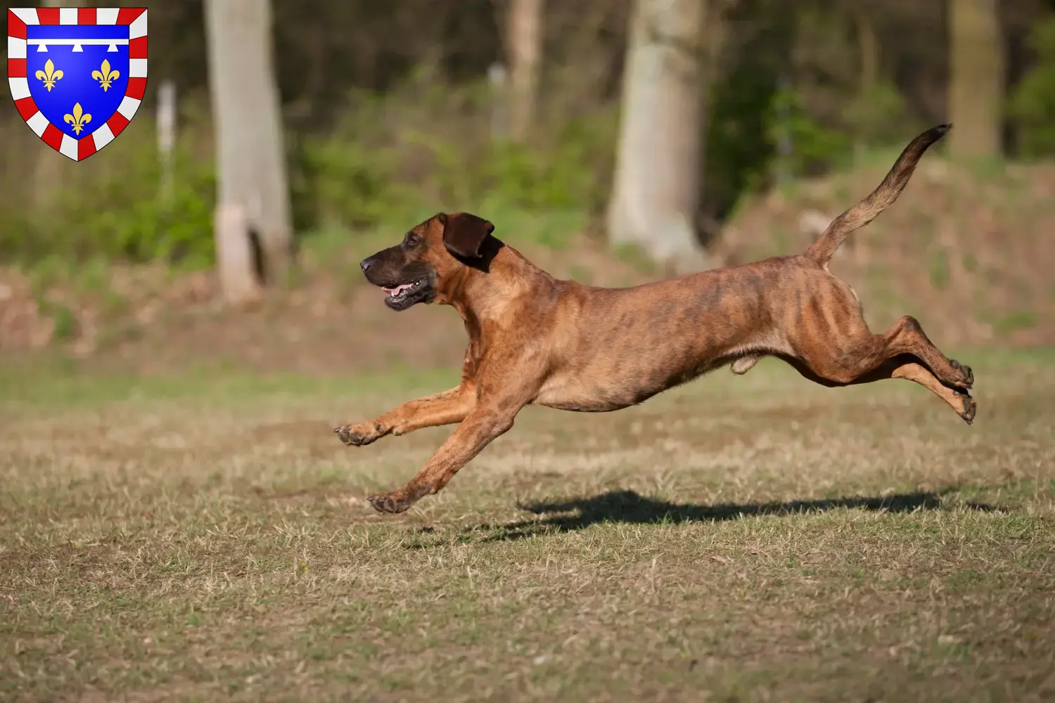 Hannoverscher Schweißhund Welpen und Züchter Centre-Val de Loire Hier findest Du Hannoversche Schweißhunde Züchter in Centre-Val de Loire.