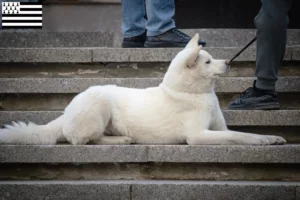 Mehr über den Artikel erfahren Hokkaido Züchter und Welpen in der Bretagne