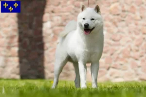 Mehr über den Artikel erfahren Hokkaido Züchter und Welpen in Île-de-France