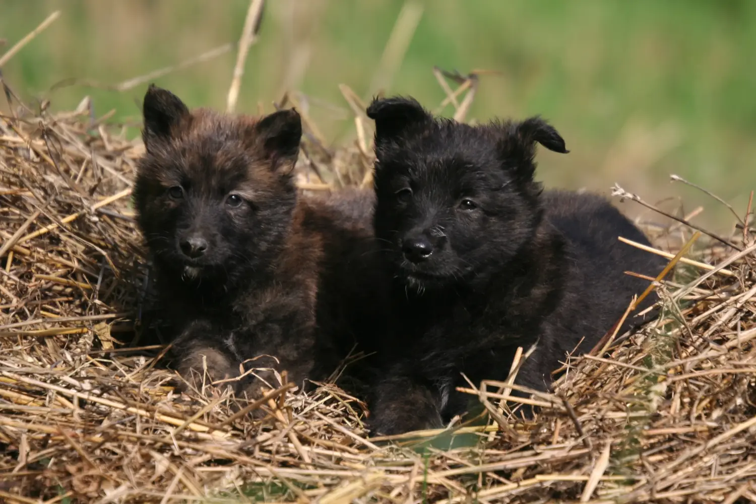 Einen Hollandse Herdershond Welpen zu kaufen, bedeutet Verantwortung zu übernehmen! Hollandse Herdershond Welpen kaufen.